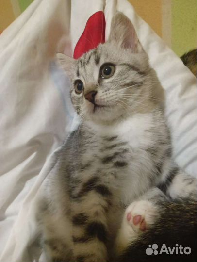 Шотландская кошка