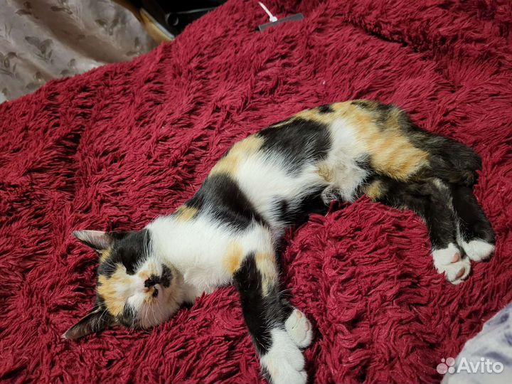 Кошка в дар