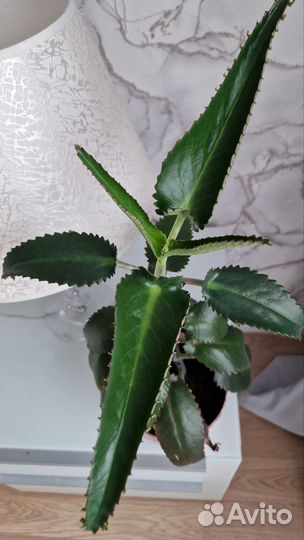 Каланхоэ лечебное