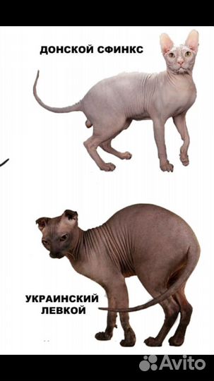 Донской сфинкс вязка