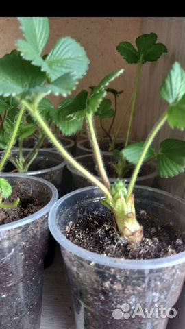 Альбион.ремонтантная клубника