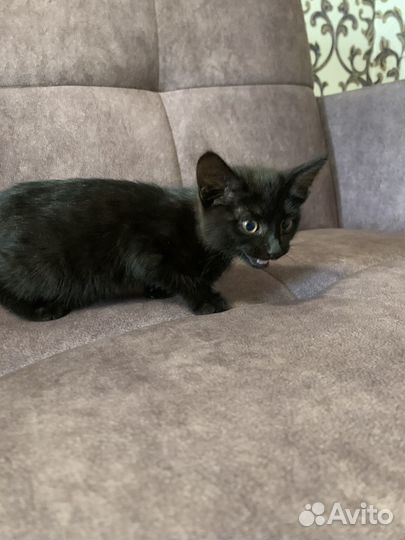 Котенок