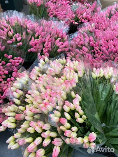 Тюльпаны опт и розница