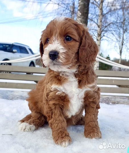 Настоящий Австралийский Лабрадудель (Коббердог)