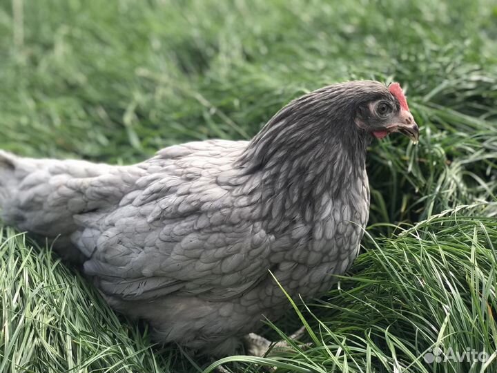 Куры несушки (молодки) доставка