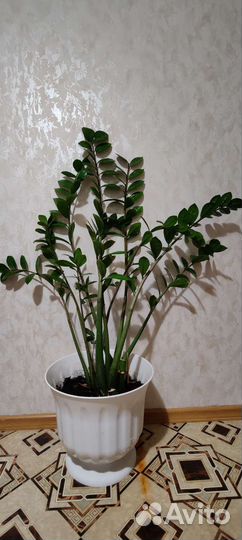 Замиокулькас