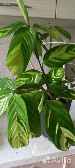 Ктенанта лубберса,вариегатный клер