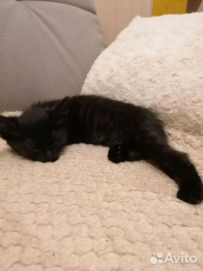 Кошка в дар бесплатно