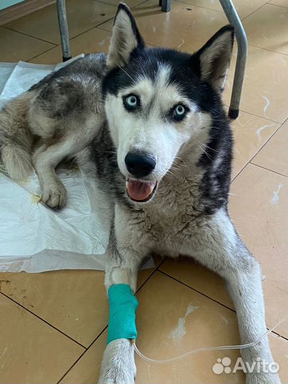 Нашли хаски мелкого размера, ей около года