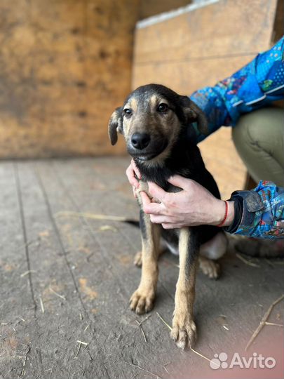 Щенок ищет дом