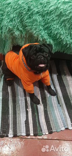 Мопс вязка мальчик