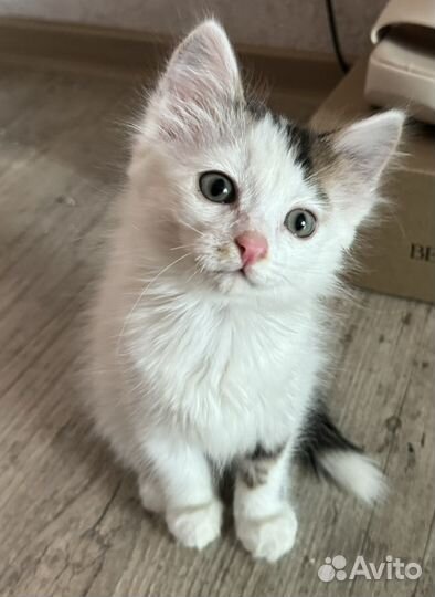 Котенок мальчик в добрые руки