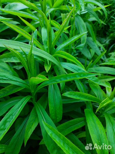 Растения для сада