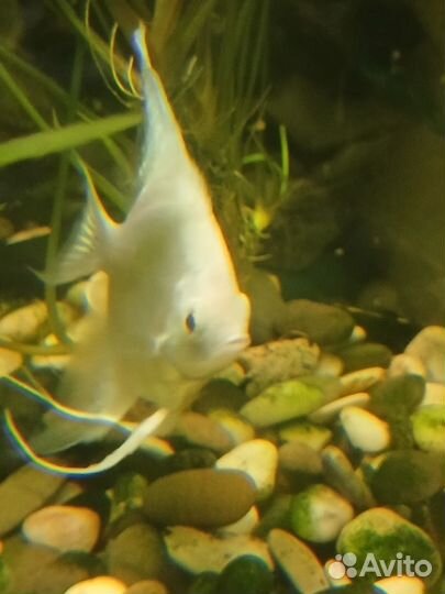 Скалярия белая платина самка 1,5 года