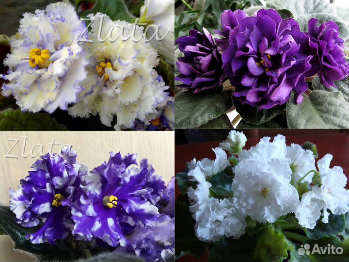 Цветы. Сенполии (фиалки)