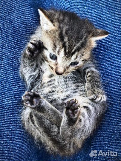 Котята- тигрята в дар