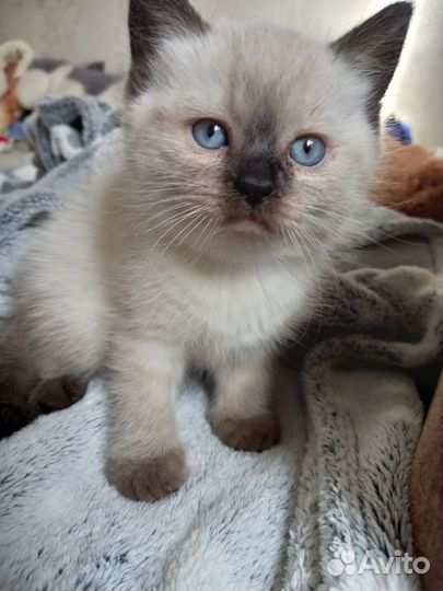 Тайские котята