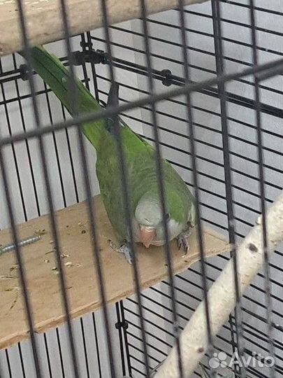 Попугай Монах или квакер