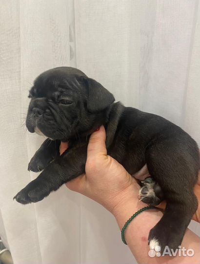 Щенки французского бульдога