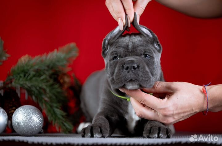 Щенки кане корсо