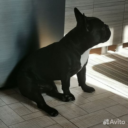 Французский бульдог кобель вязка
