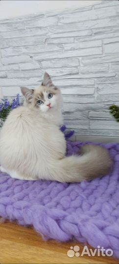 Котята рэгдолл ragdoll