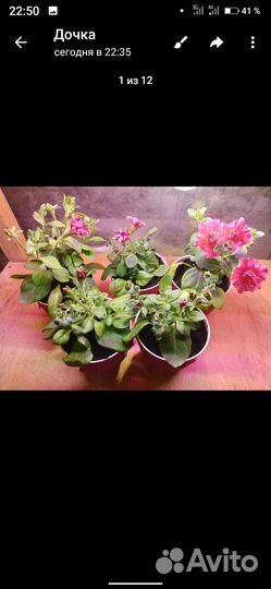 Петуния в горшках