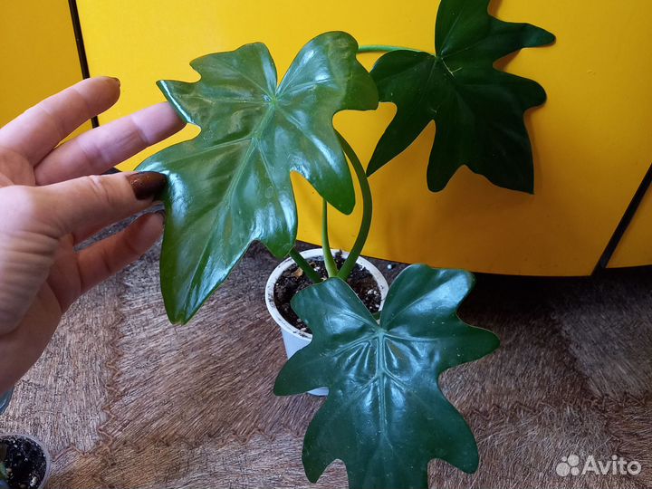 Домашние цветы 5