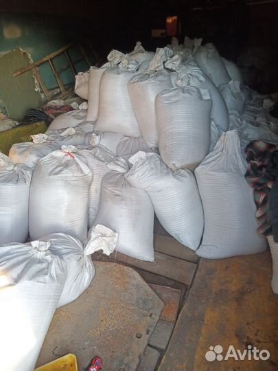 Зерно пшеница