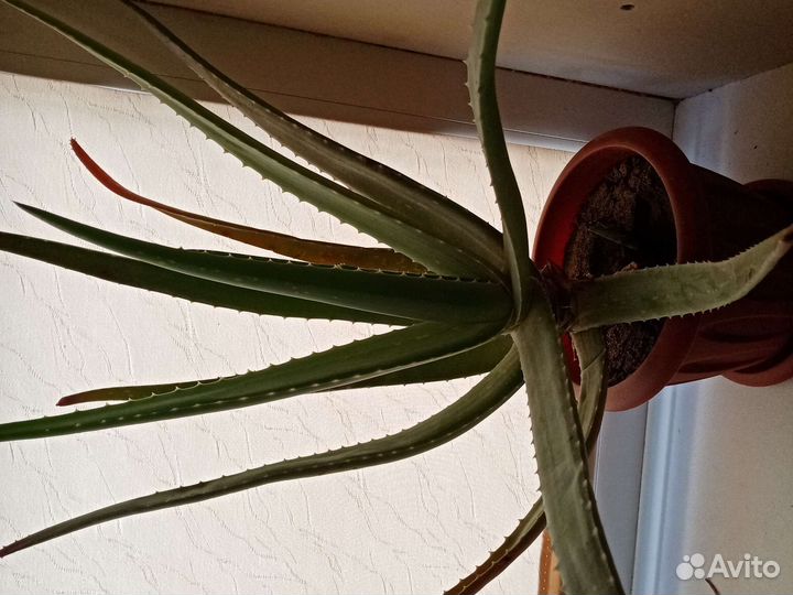 Алоэ 4 года