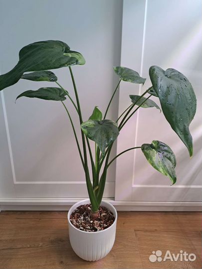 Алоказия Розовый Дракон, Кукулата, Гагеана Вар