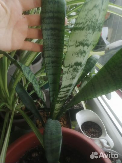 Сансевиерия