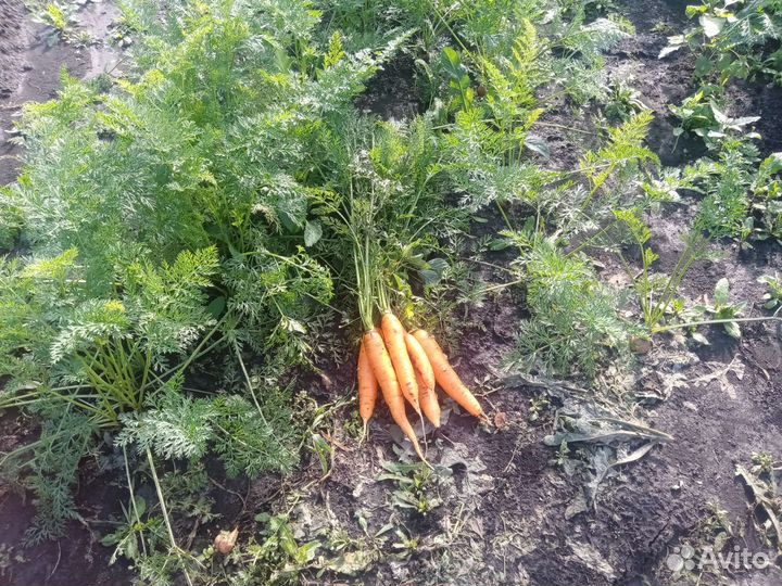 Морковь