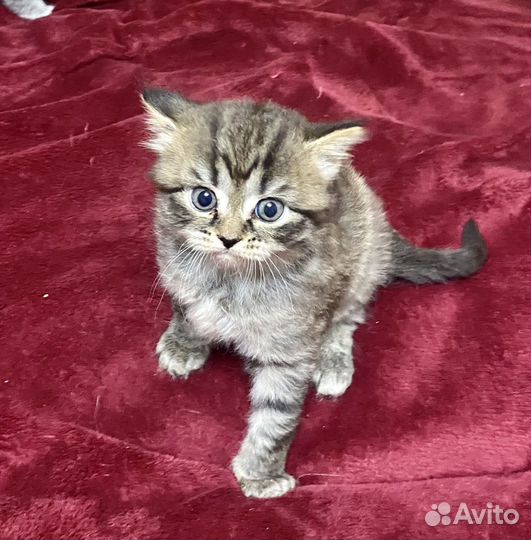 Шотландские котята