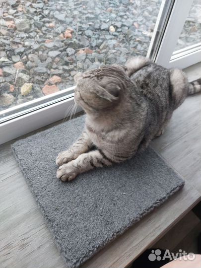 Кот Оскар в добрые руки