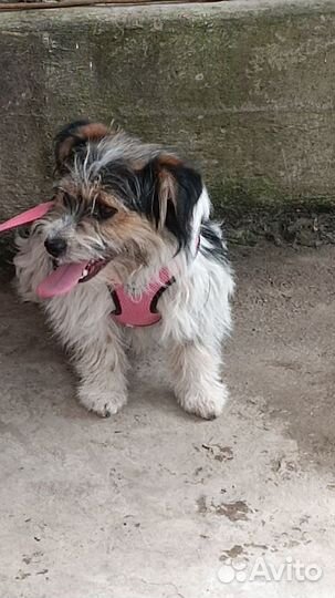 Собаки в добрые руки отдам бесплатно