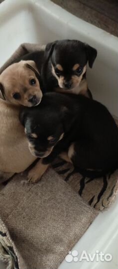 Отдам щенка в добрые руки