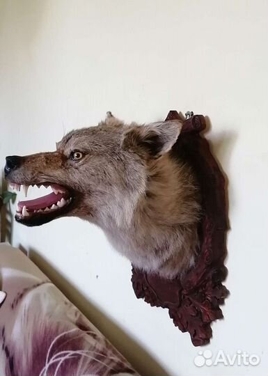 Голова волка на медальоне