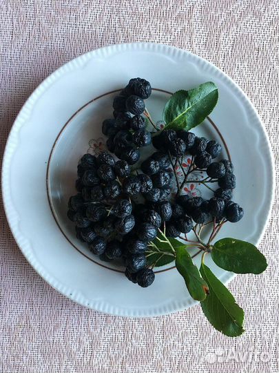 Черноплодная рябина саженцы