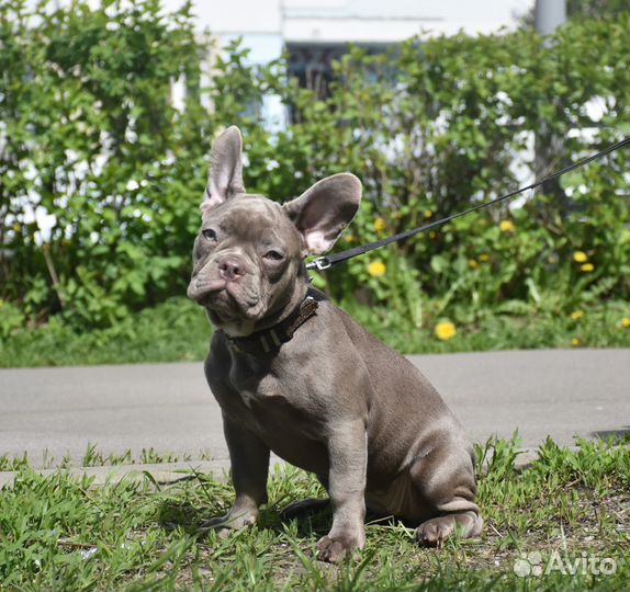 Леди Изабелла Солид в Нью-Шейд программу