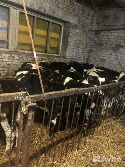 Бычки 1 2 3 месяца