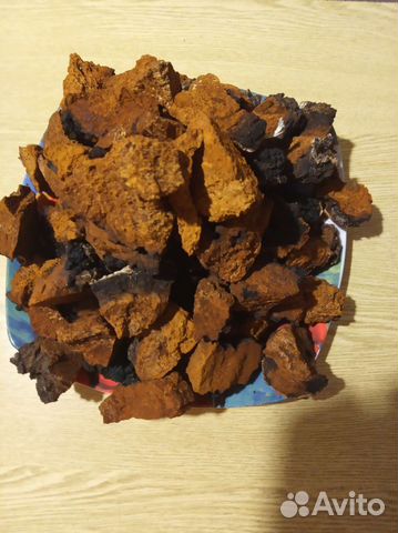 Березовый гриб чага