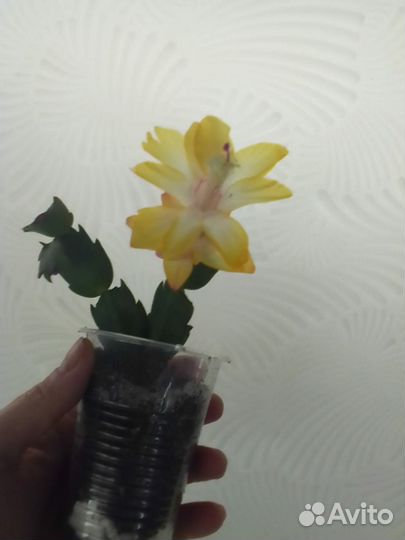 Декабрист шлюмбергера