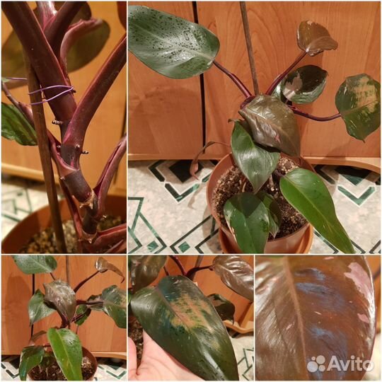 Комнатные растения