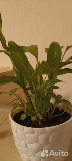 Спатифиллум