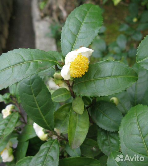 Саженцы чая камелии китайской