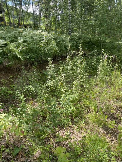 Участок 6,2 сот. (СНТ, ДНП)