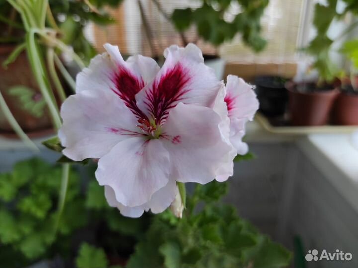 Королевские герани