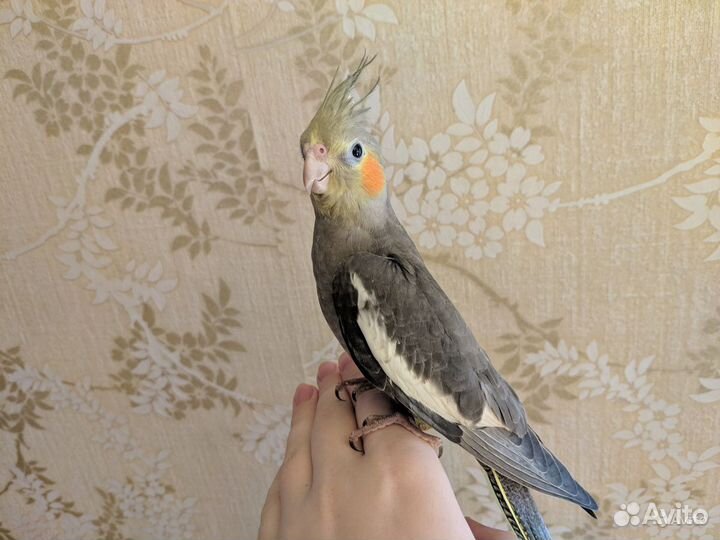 Попугай корелла