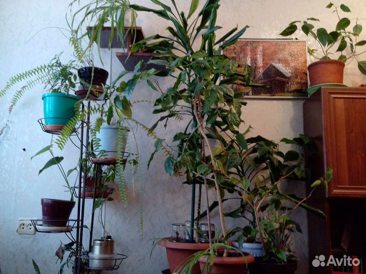 Комнатные цветы